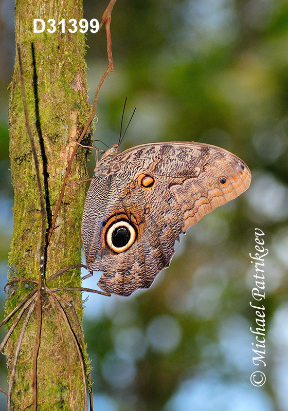 Dark Owl-Butterfly (Caligo brasiliensis minor)